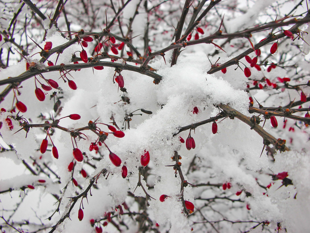 Barberry, source of berberine